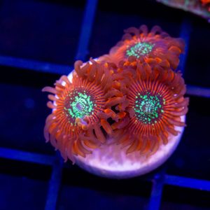 Magicians Zoanthids