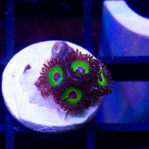 WWC Bob Marley Zoa
