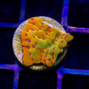 ASD Rainbow Phoenix Montipora - Almost WYSIWYG