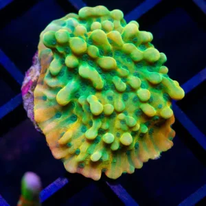 JF Beach Bum Montipora - Almost WYSIWYG