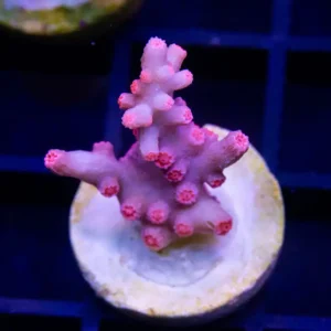 Branching Cyphastrea - Almost WYSIWYG