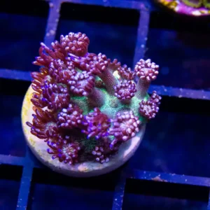 Glitter Bomb Goniopora - Cut to Order