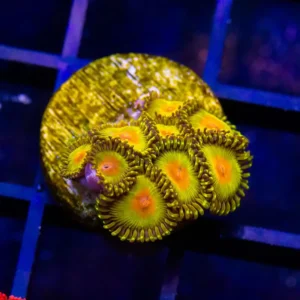 Golden Kiwi Zoanthid - Almost WYSIWYG