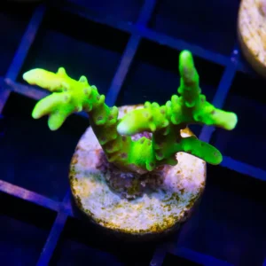 Green Goblin Anacropora - Cut to Order