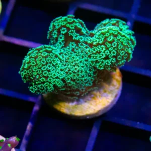 Green Stylo - Almost WYSIWYG