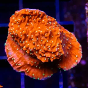 JF Snow Cap Montipora - Almost WYSIWYG
