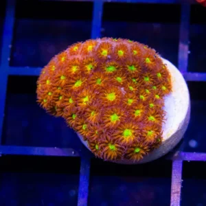 JF Spitfire Leptastrea - Almost WYSIWYG