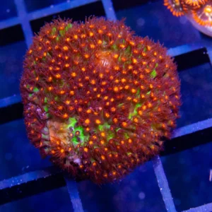 JF Sunset Stylocoeniella - Cut To Order