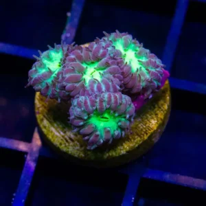 Joker Blastomussa Merletti - Cut To Order