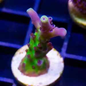 Keeperz Spaghetti Acropora - Almost WYSIWYG
