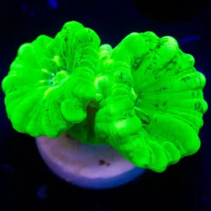 Kryptonite Candy Cane - Almost WYSIWYG