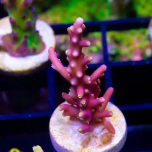 WWC Little Red Ferrari - Almost WYSIWYG