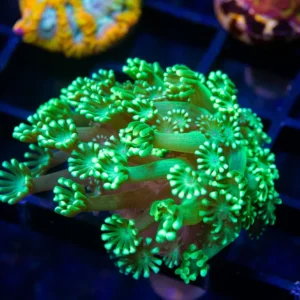 Mint Alveopora - Almost WYSIWYG