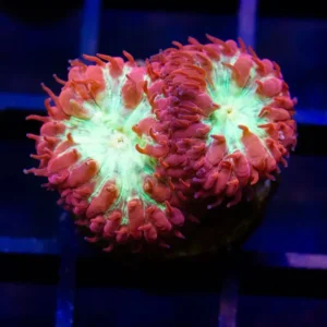 Mint Kiss Blasto Merletti - Almost WYSIWYG