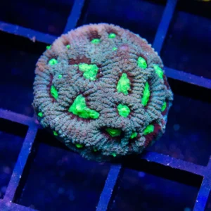 Moon Stone Favia - Cut To Order