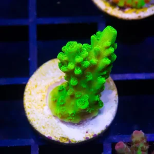 Neon Green Acropora Humilis - Cut To Order