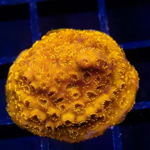 Orange Pavona - Almost WYSIWYG