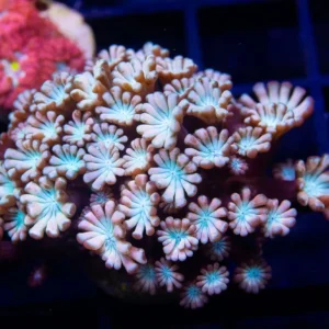 POTO Pink Nectar Alveopora - Cut to Order