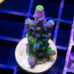 Poletti's Yellow Tip - Almost WYSIWYG