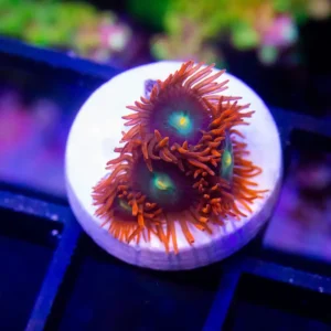 Punk Rocker zoa - Cut To Order