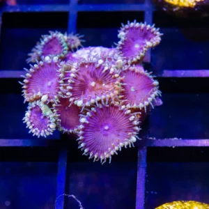 Purple Death Paly - Almost WYSIWYG