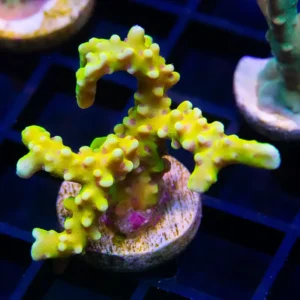 RRC Goldenrod Anacropora - Almost WYSIWYG