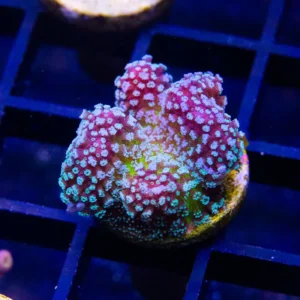 Rainbow Stylophora - Almost WYSIWYG