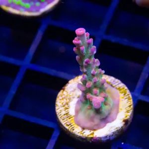 Reefer Direct Frankenberry - Almost WYSIWYG