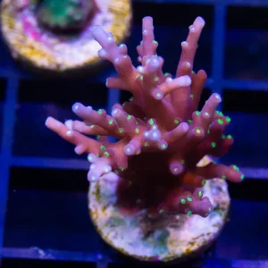 SSC Black Lightning - Almost WYSIWYG