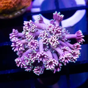 SSC Precious Goniopora - Cut to Order