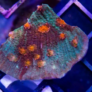 UC Dune Buggy Chalice - Almost WYSIWYG