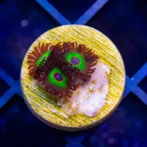 WWC Bob Marley Zoa - Cut To Order