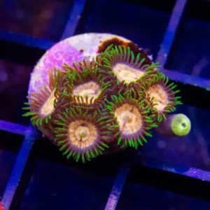 WWC Laser Lemon Zoanthid - Almost WYSIWYG
