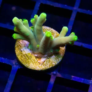 Yellow Caroliniana - Almost WYSIWYG