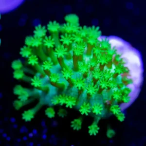 Ultra Green Base Toadstool - Cut To Order
