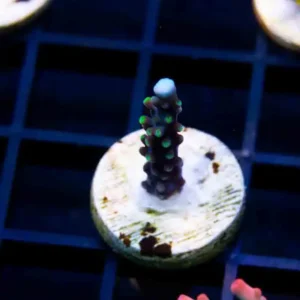 Battle Corals Battle Stag - Cut To Order