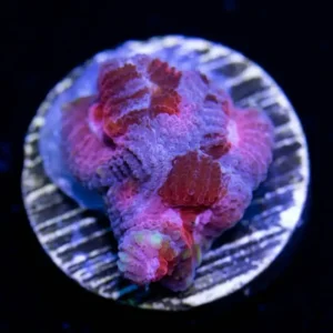 Bloody valentine Favia - Cut To Order
