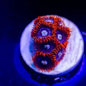 Fire And Ice Zoanthid - Almost WYSIWYG