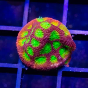 Gonzo Spicy Lemon Favia - Almost WYSIWYG