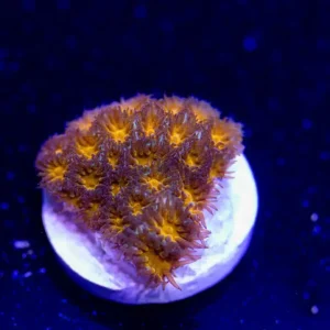 Orange Leptastrea - Almost WYSIWYG