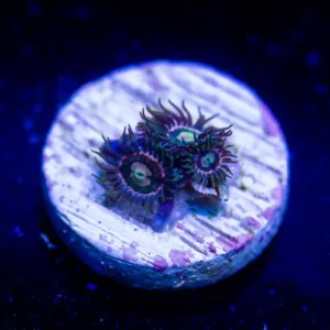 RR Kraken - Almost WYSIWYG