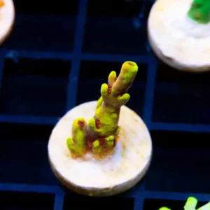 TCK Pikachu - Almost WYSIWYG