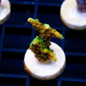 TGC Tropicana - Cut to Order