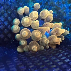 Chicago Sunburst Anemone - Cut To Order