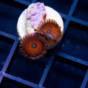 Blue Agave Zoa - Almost WYSIWYG