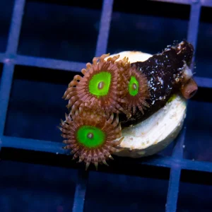 Chucky's Bride Zoanthid - Almost WYSIWYG