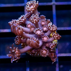 SSC Crimson Sparkle Goni - Almost WYSIWYG
