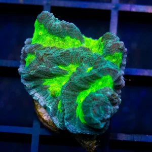 Neon Platy - Almost WYSIWYG