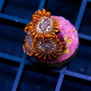 Utter Chaos Zoanthids - Almost WYSIWYG