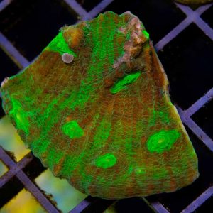 Alien Eye Mycedium